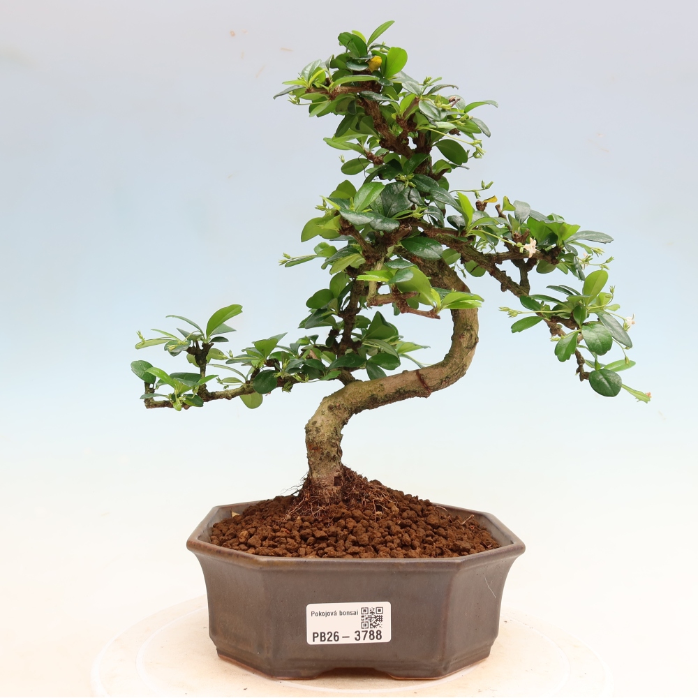 Szobai bonsai - Carmona macrophylla - Tea fuki
