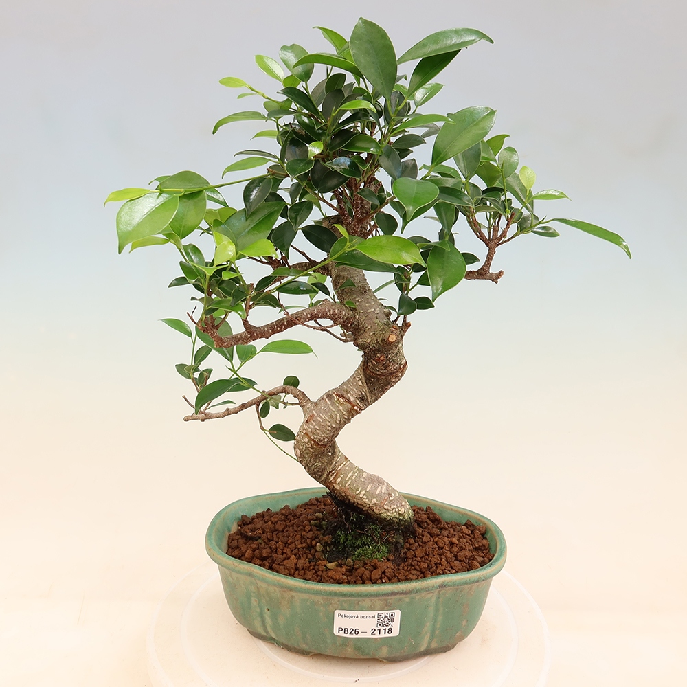 Szobai bonsai - Ficus retusa - kislevelű fikusz