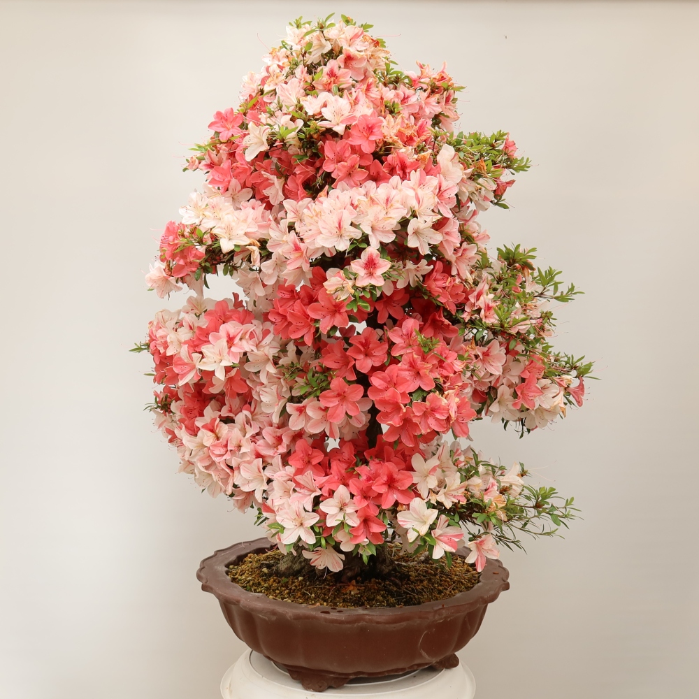 Kültéri bonsai - Japán azálea - Azálea Kinu-no-Hikari