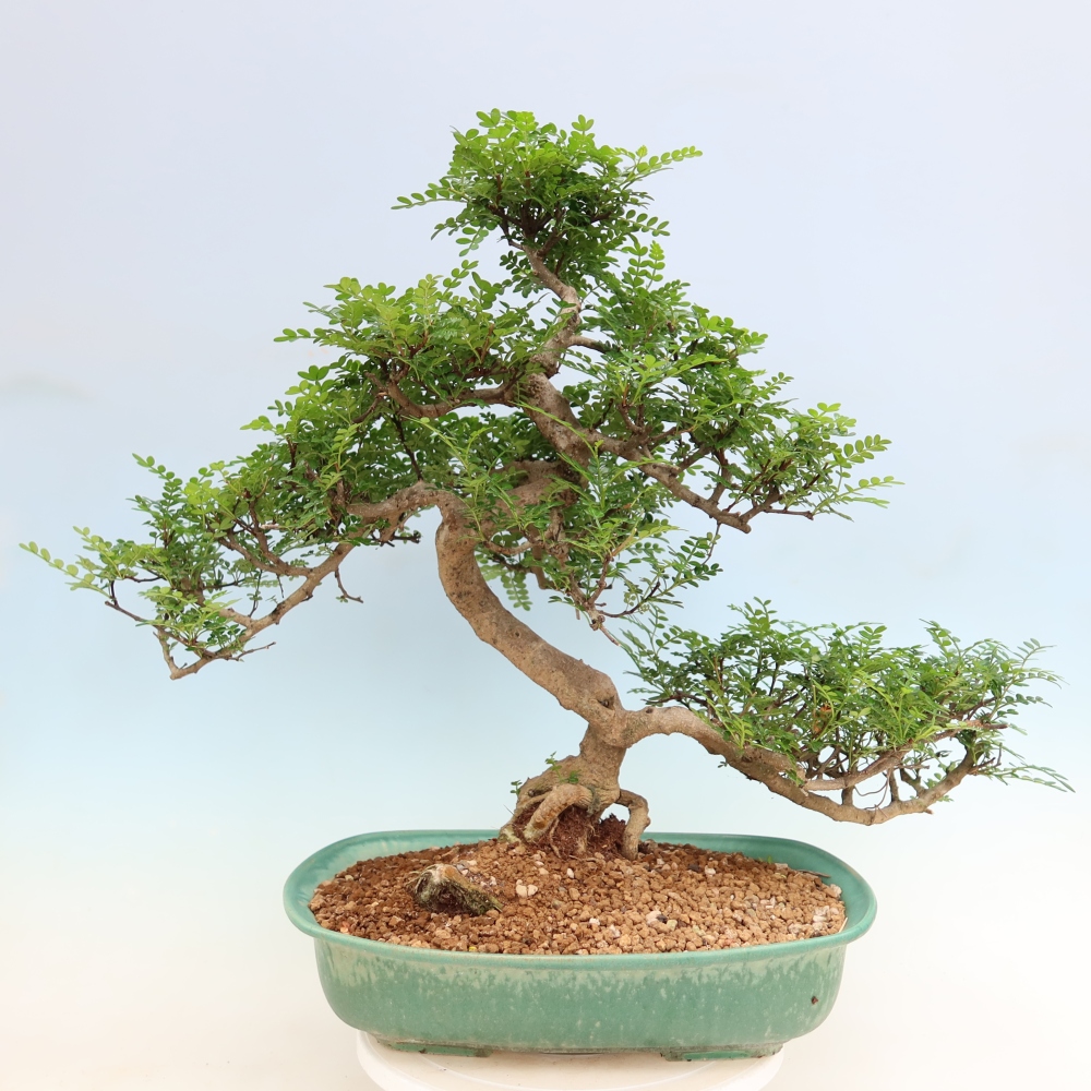 Szobai bonsai - Zantoxylum piperitum - borsfa