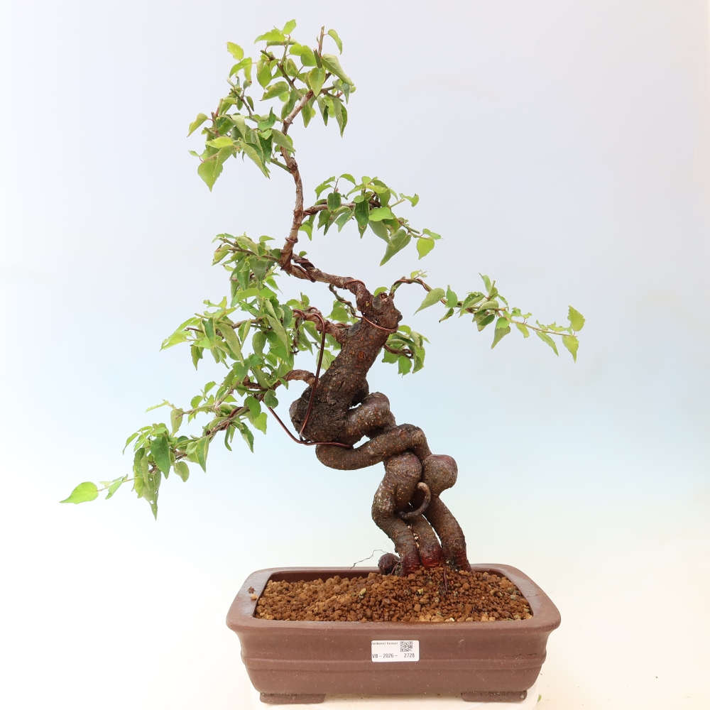 Kültéri bonsai – Japán barack – Prunus Mume