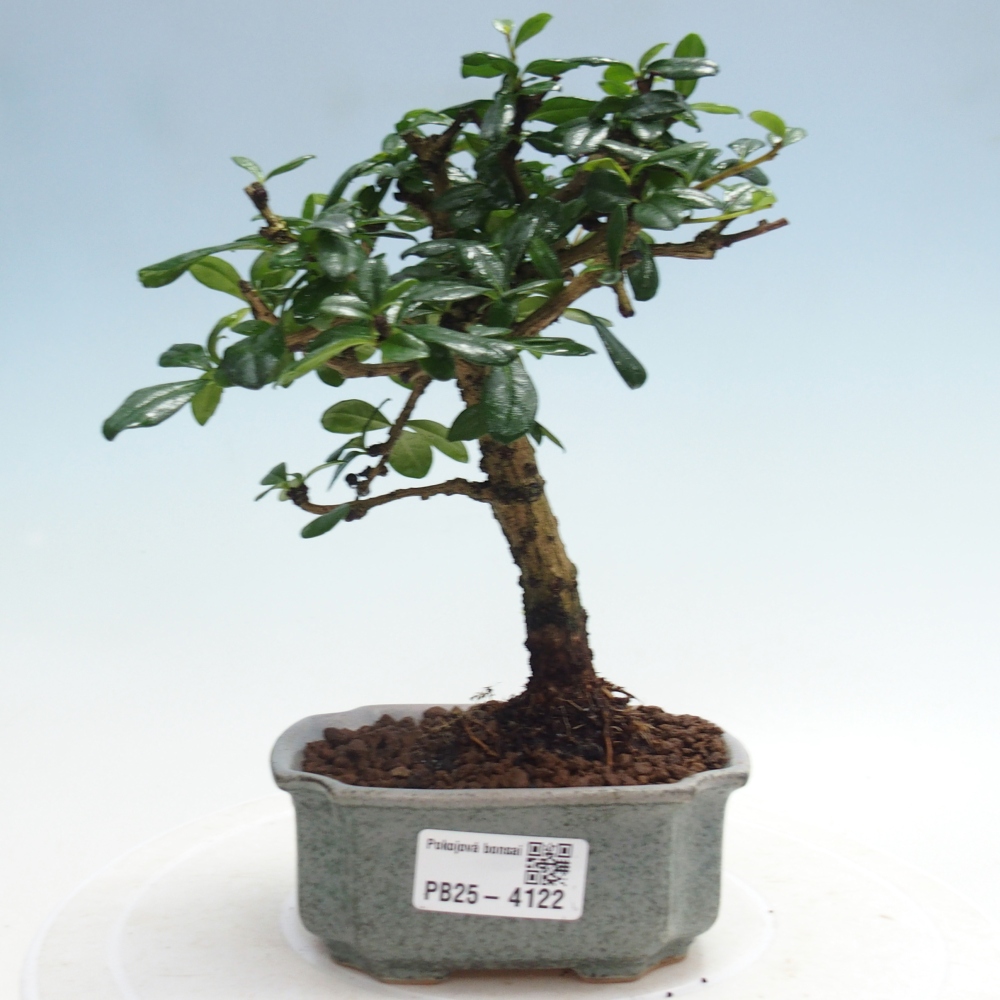 Szobai bonsai - Carmona macrophylla - Tea fuki