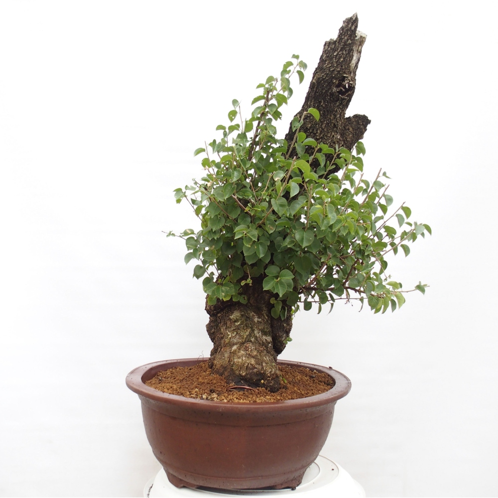 Kültéri bonsai - Mahalebka - Prunus mahaleb - Prunus mahaleb