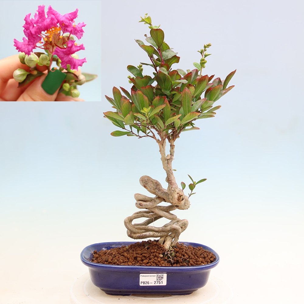 Szobabonsai – Lagerstroemia indica – indiai orgona