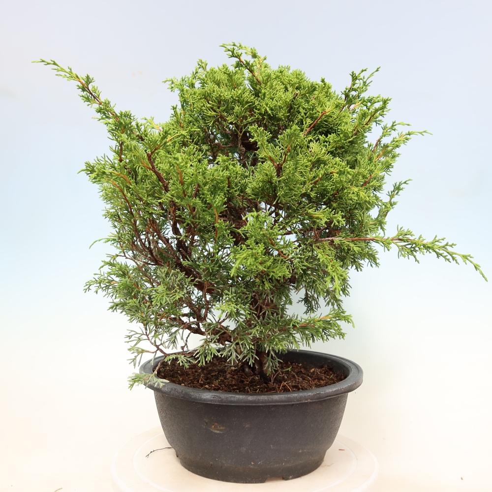 Kültéri bonsai - Juniperus chinensis Itoigawa-Juniperus chinensis