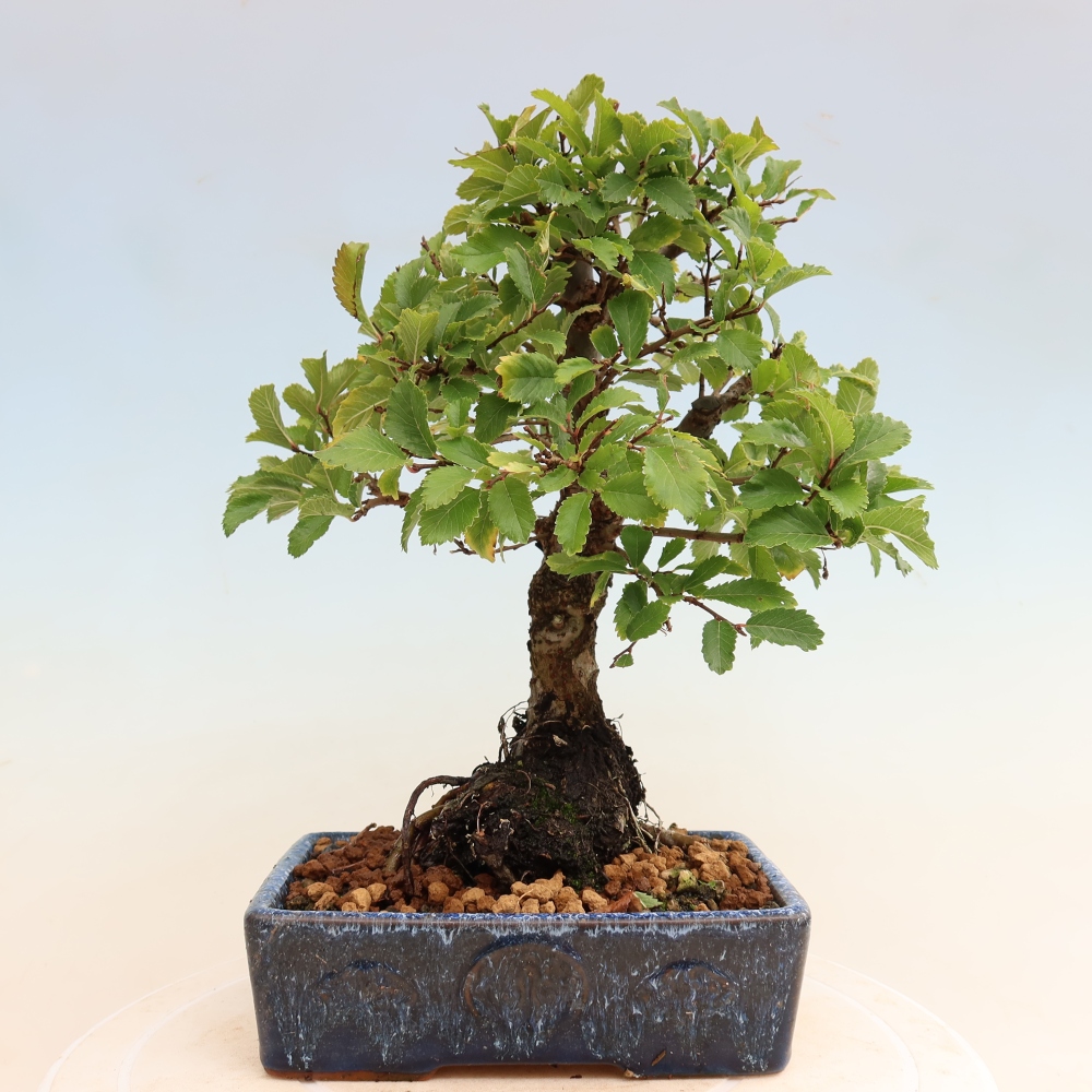 Kültéri bonsai - Zelkova - Zelkova NIRE