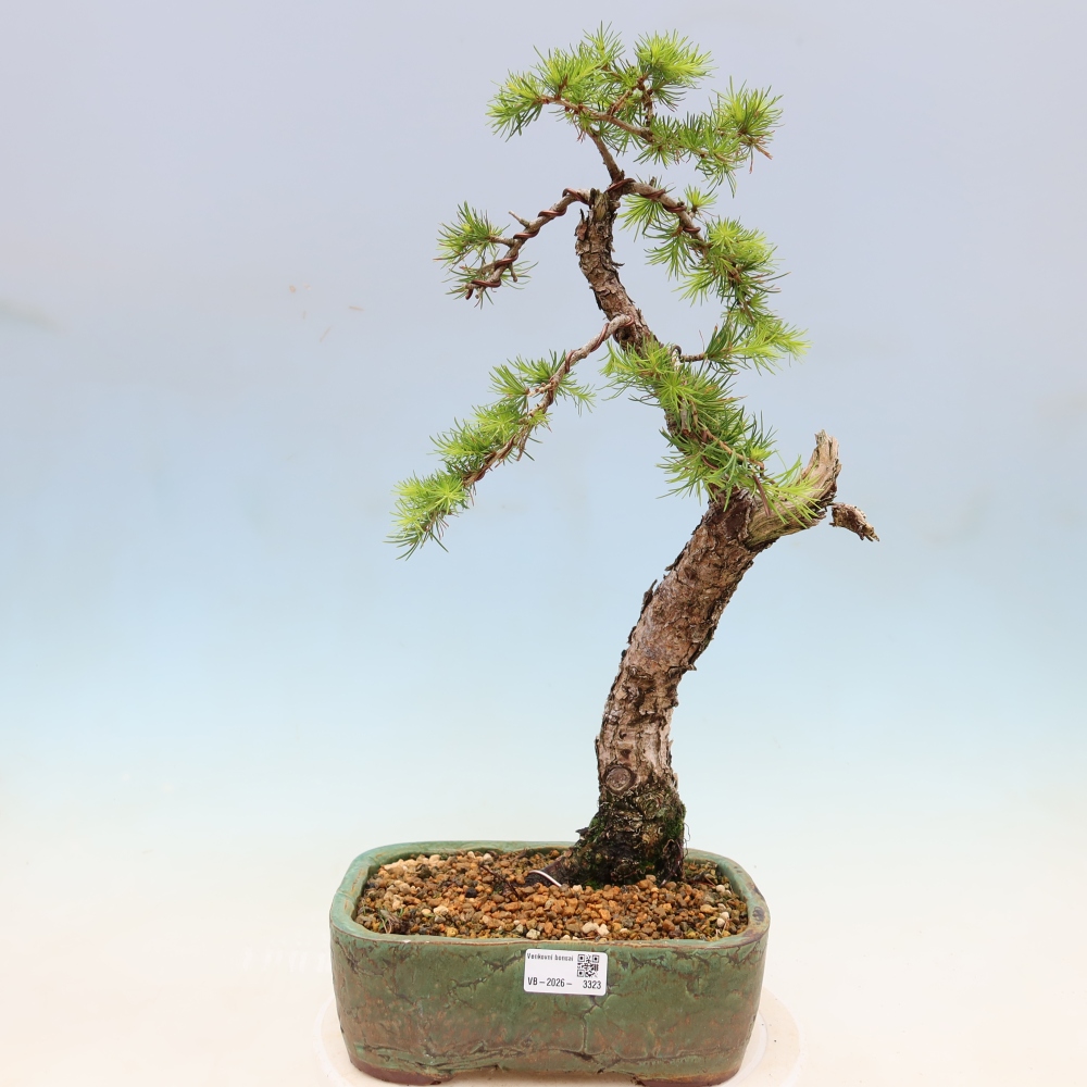 Kültéri bonsai - Larix decidua - vörösfenyő