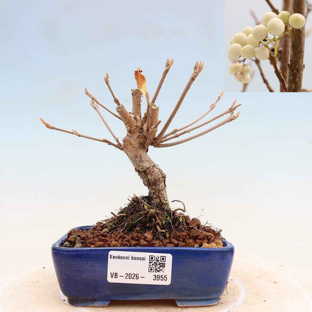 Kültéri bonsai – Callicarpa bodinieri Snowqueen – Gyönyörűtermésű bokor