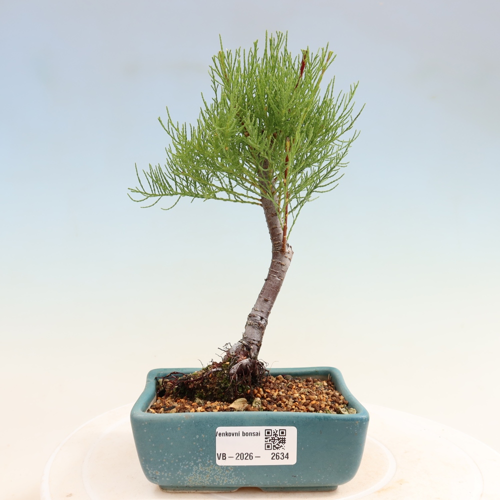 Kültéri bonsai - Tamariszkusz - Tamarix
