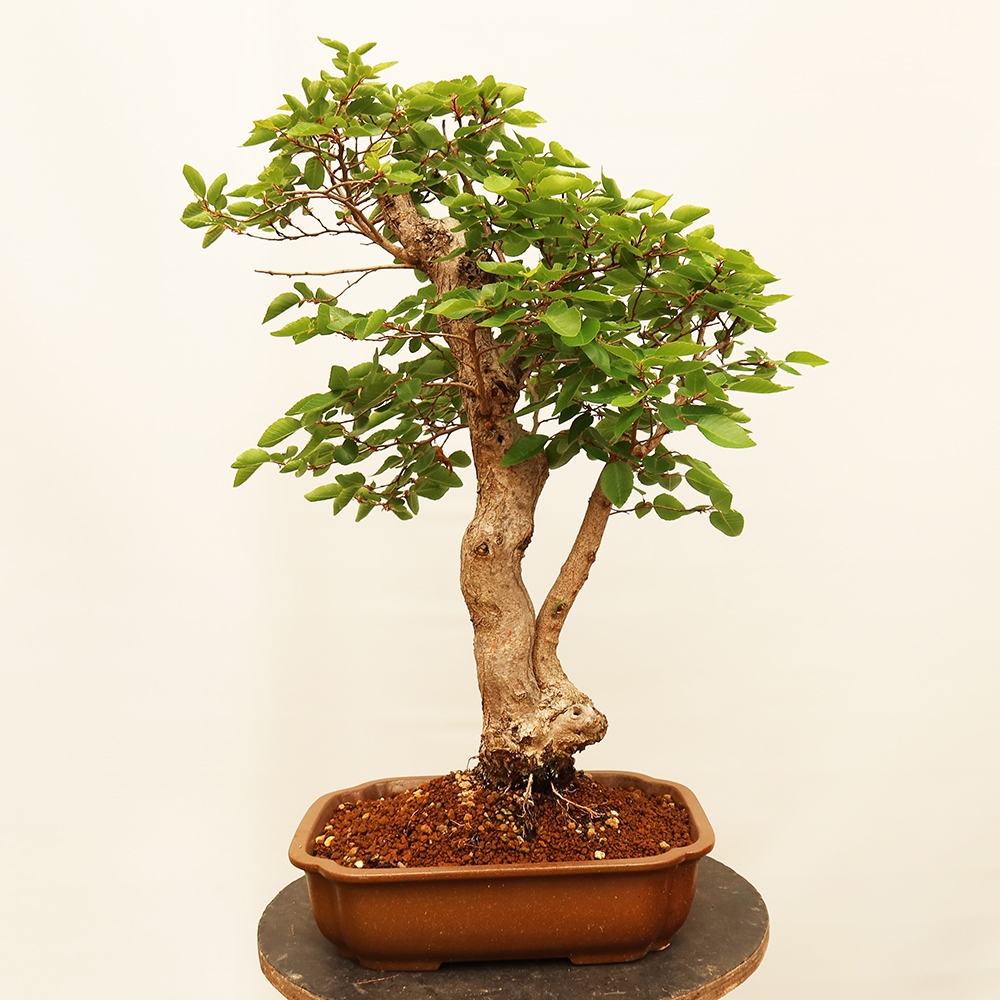 Kültéri bonsai -Carpinus Coreana - Koreai gyertyánfa