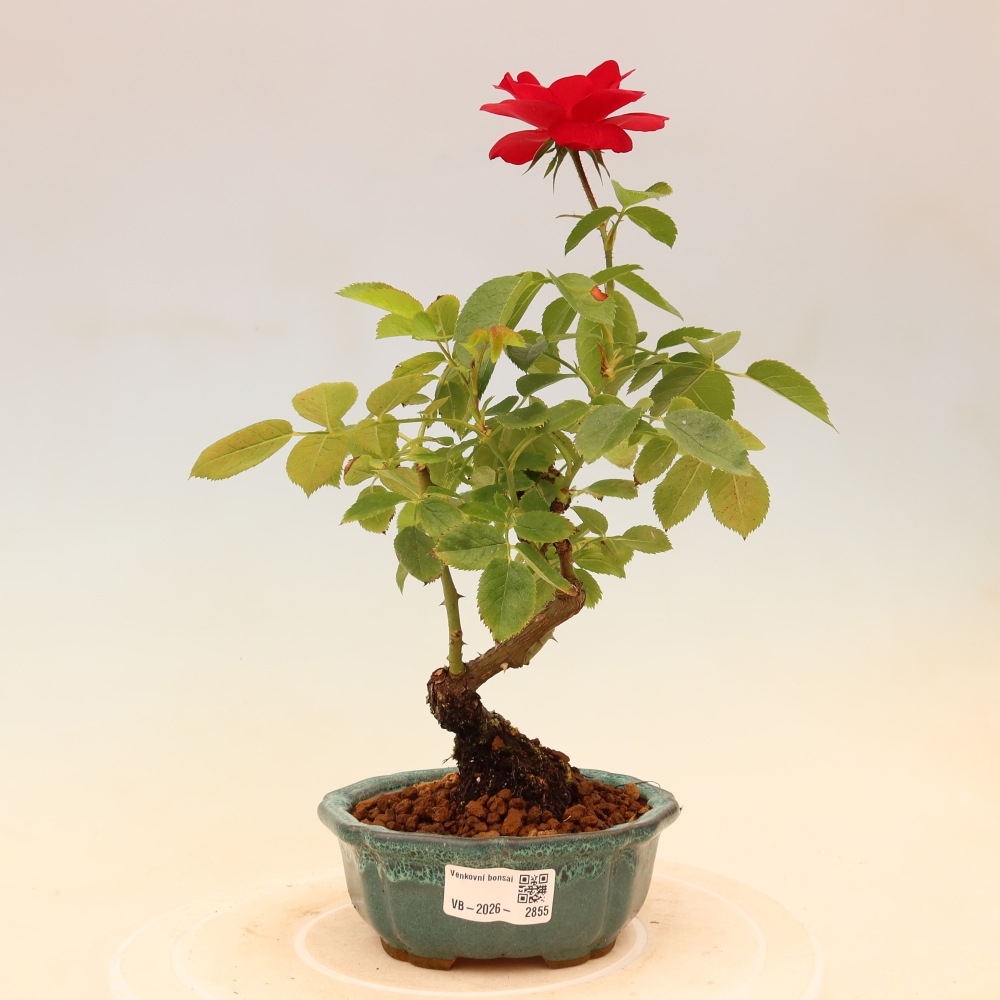 Kültéri bonsai - Rosa Kordes - rózsa
