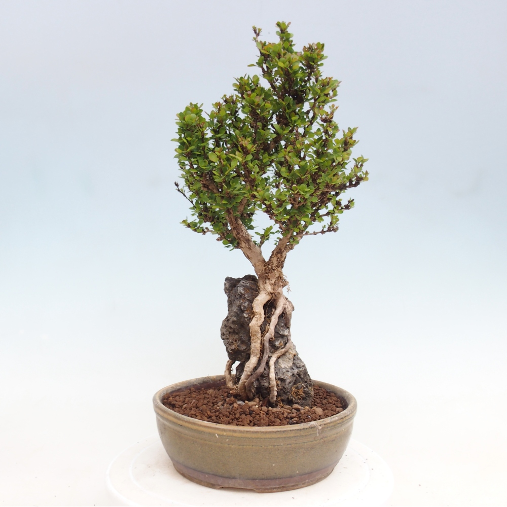 Kültéri bonsai - Berberis coreana