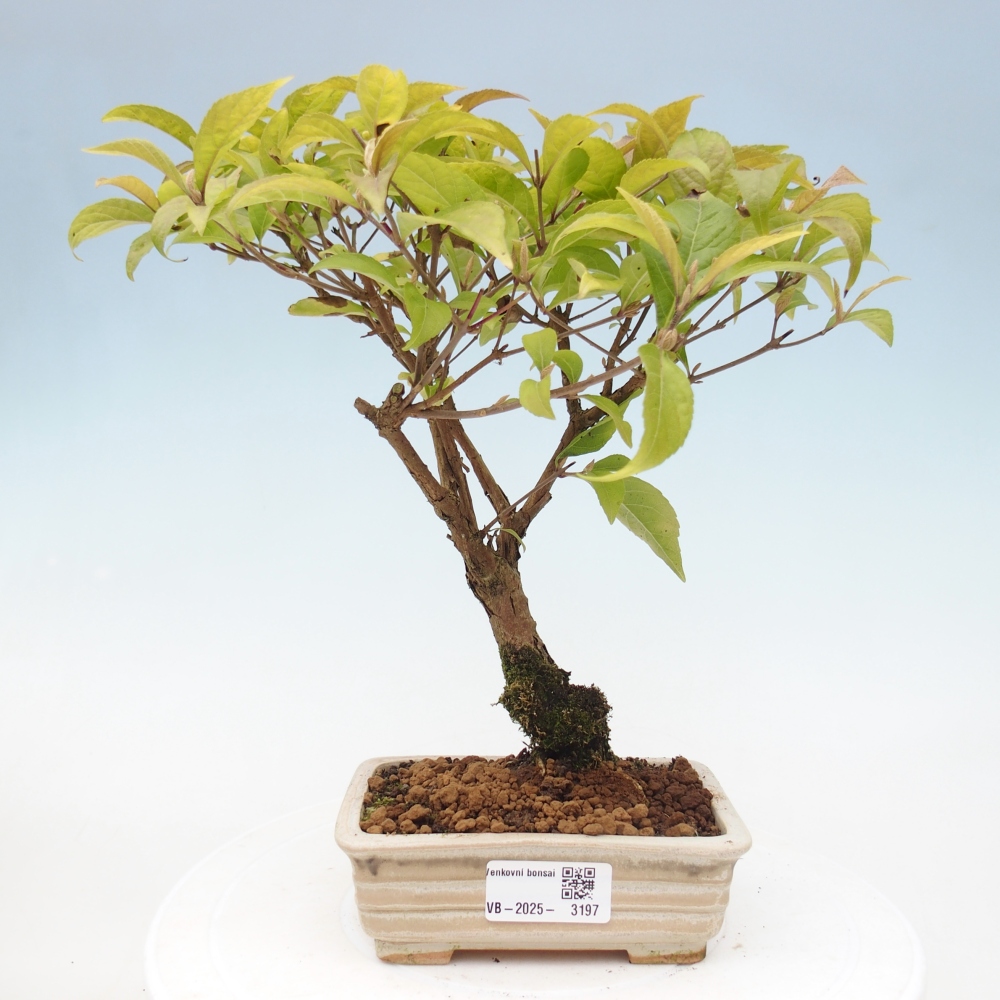 Kültéri bonsai - Callicarpa japonica