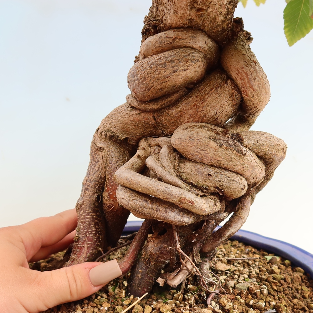 Kültéri bonsai -Carpinus CARPINOIDES - Koreai gyertyánfa