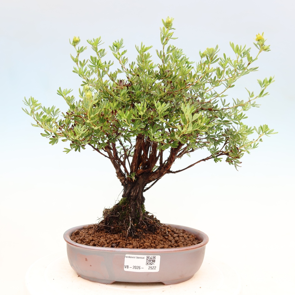 Kültéri bonsai - Potentila fruticosa