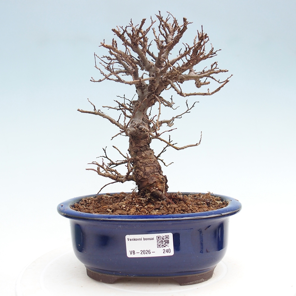 Kültéri bonsai - Zelkova - Zelkova NIRE