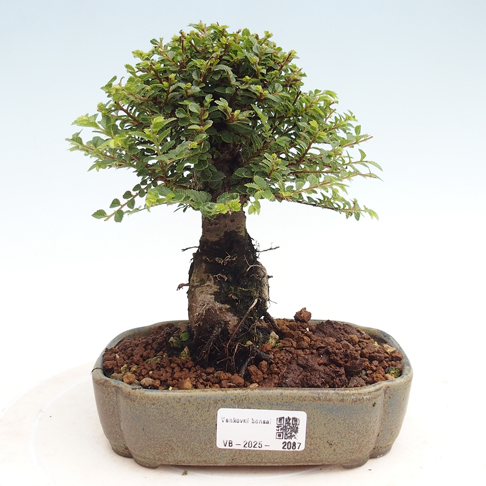 Kültéri bonsai - Ulmus parvifolia Hokkaido - Kínai szil - Ulmus parvifolia Hokkaido