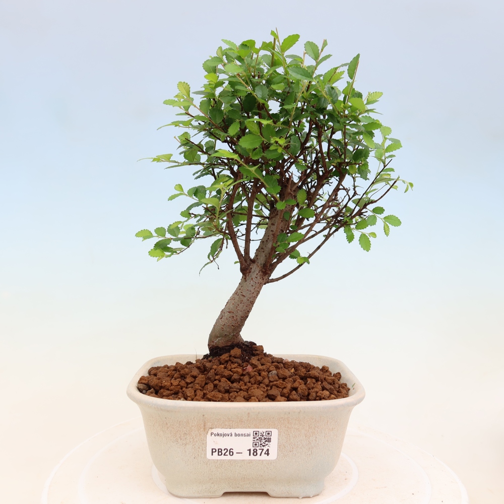 Szobai bonsai - Ulmus parvifolia - Kislevelű szilfa