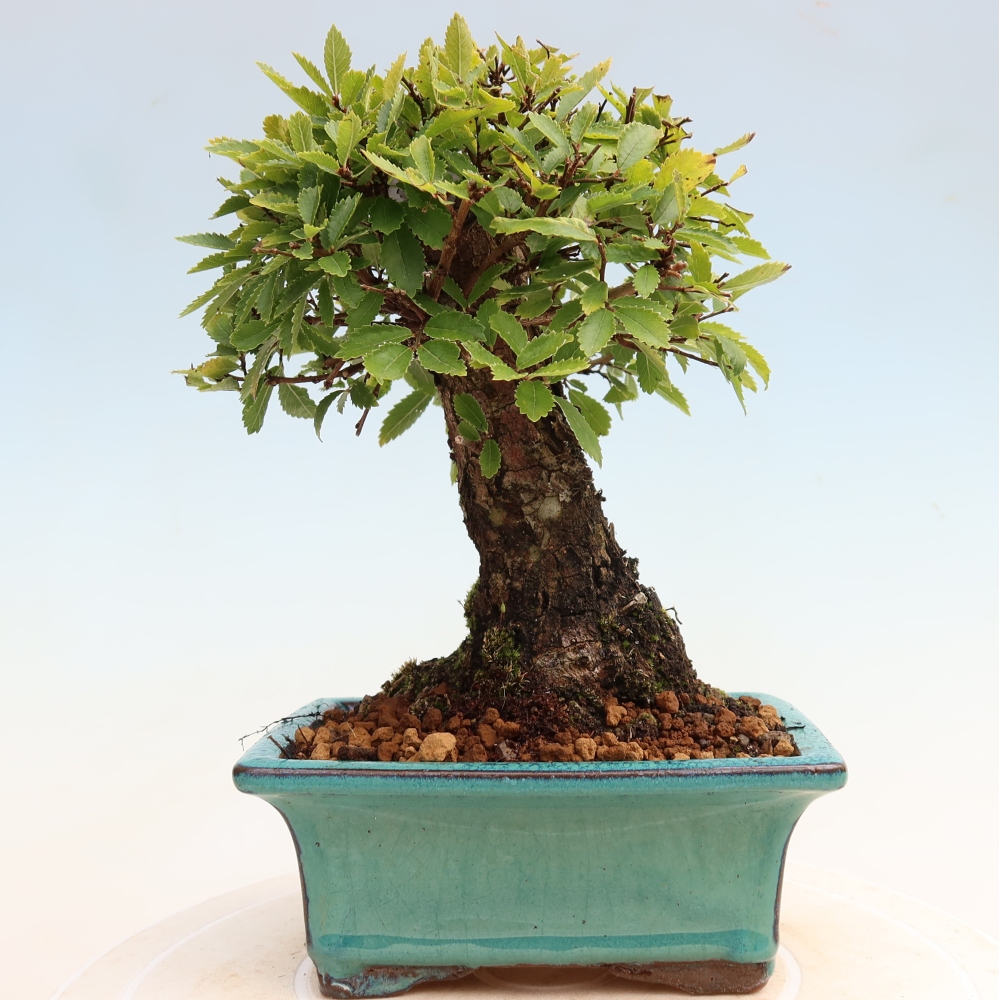 Kültéri bonsai - Zelkova - Zelkova NIRE