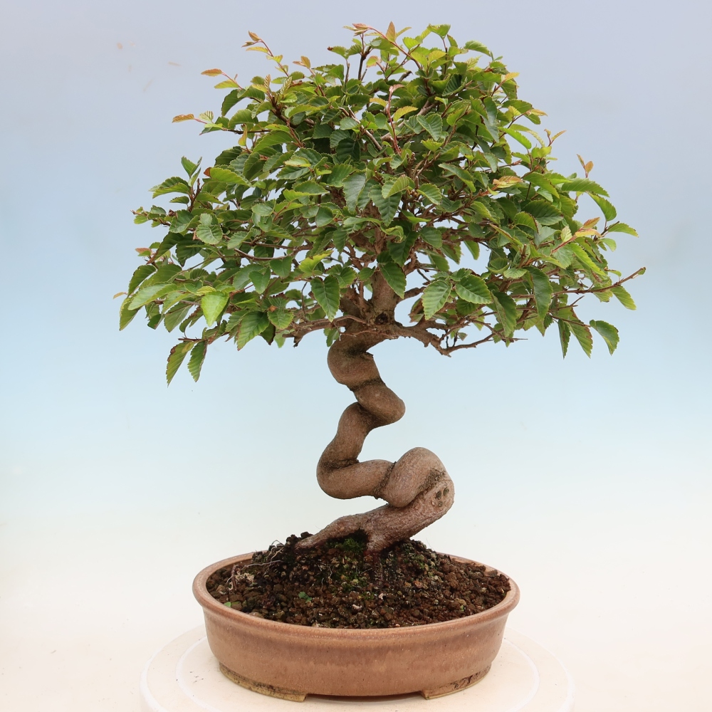Kültéri bonsai -Carpinus Coreana - Koreai gyertyánfa
