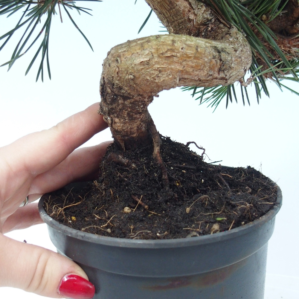 Kültéri bonsai - Pinus thunbergii senjyumaru - Thunberg fenyő