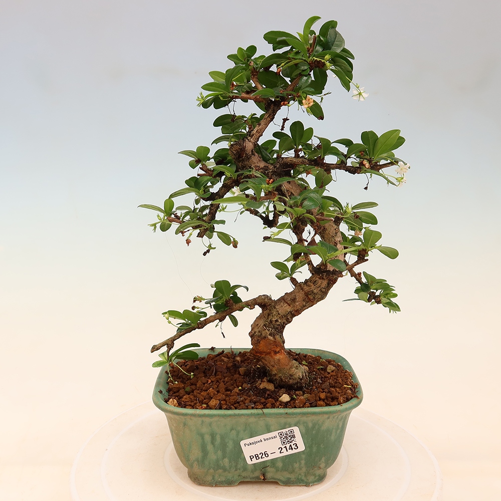 Szobai bonsai - Carmona macrophylla - Tea fuki