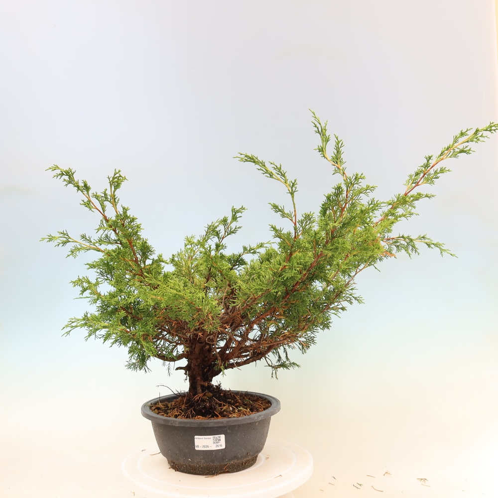 Kültéri bonsai - Juniperus chinensis Itoigawa