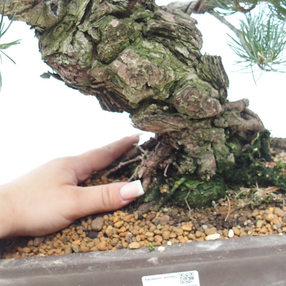Kültéri bonsai - Pinus parviflora - Pinus parviflora