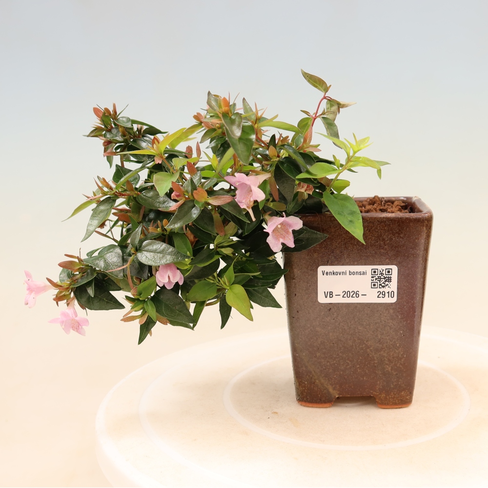 Kültéri bonsai – Abelia Edward Goucher – Nagyvirágú abélia