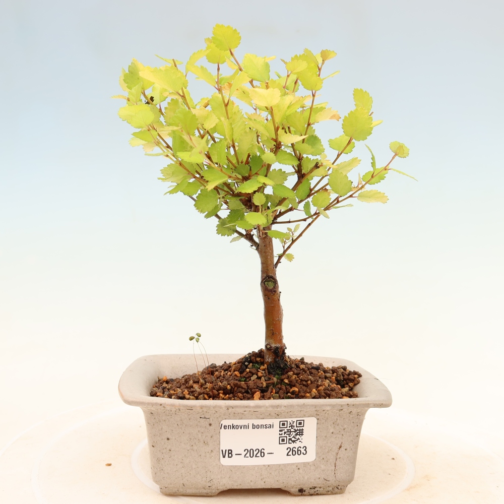 Kültéri bonsai – törpe nyír – Betula NANA Golden Treasure