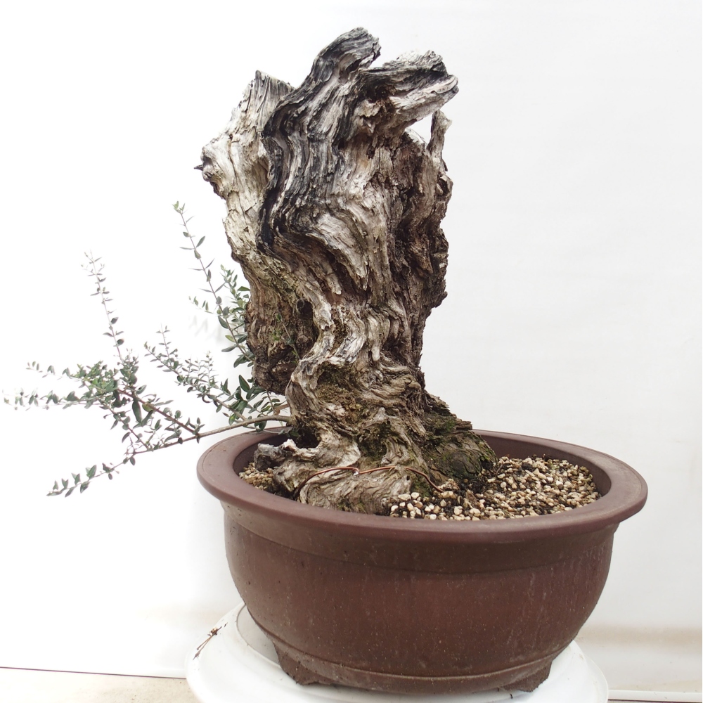 Beltéri bonsai - Olea europaea sylvestris