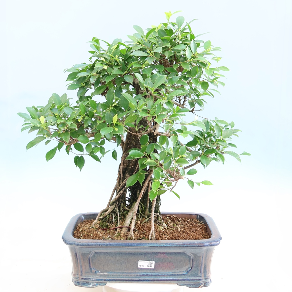 Szobai bonsai - Ficus kimmen - kislevelű fikusz