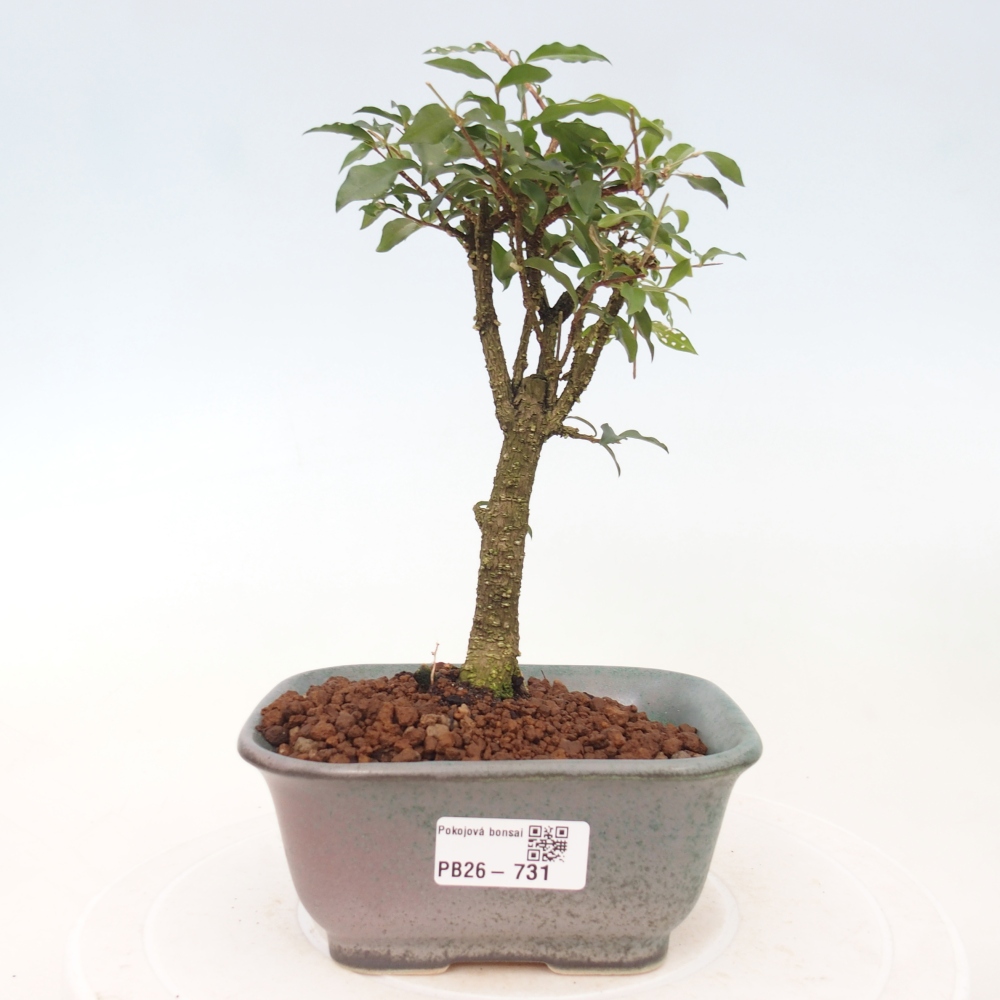 Szobai bonsai - Malpighia coccigera- Barbdor cseresznye