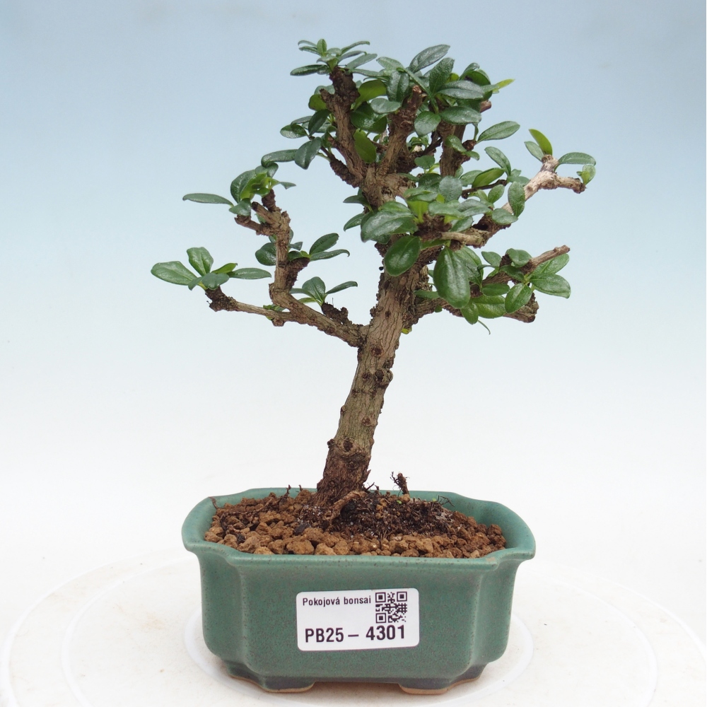 Szobai bonsai - Carmona macrophylla - Tea fuki