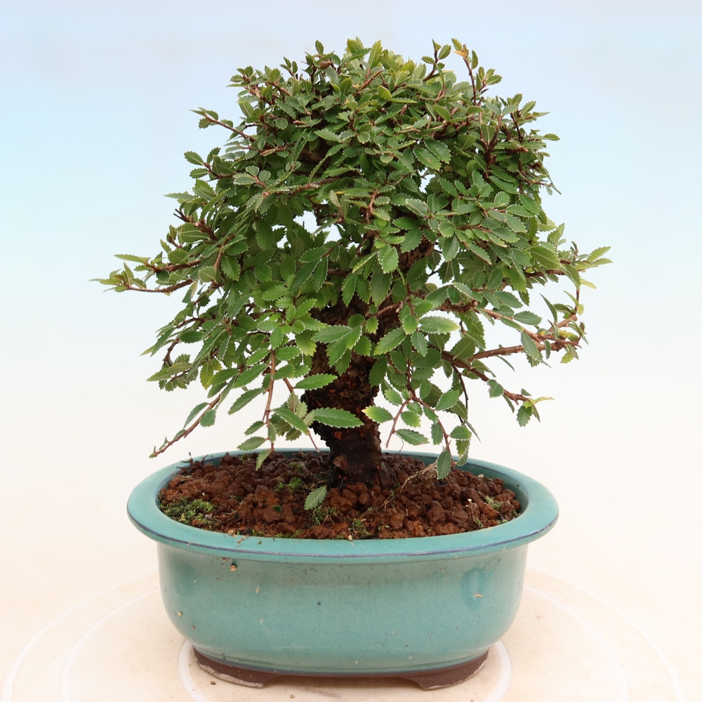 Kültéri bonsai - Zelkova - Zelkova NIRE