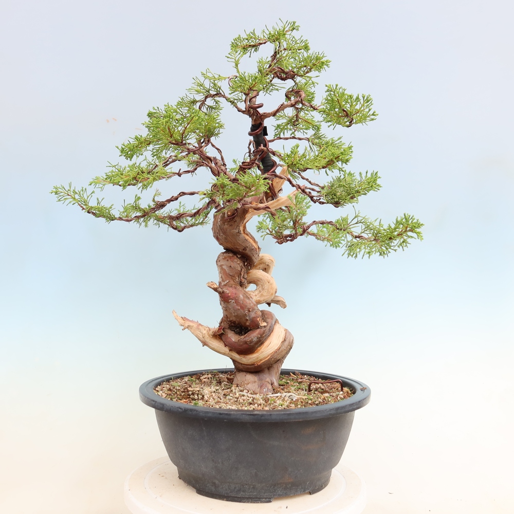 Kültéri bonsai - Juniperus chinensis Itoigawa-Juniperus chinensis