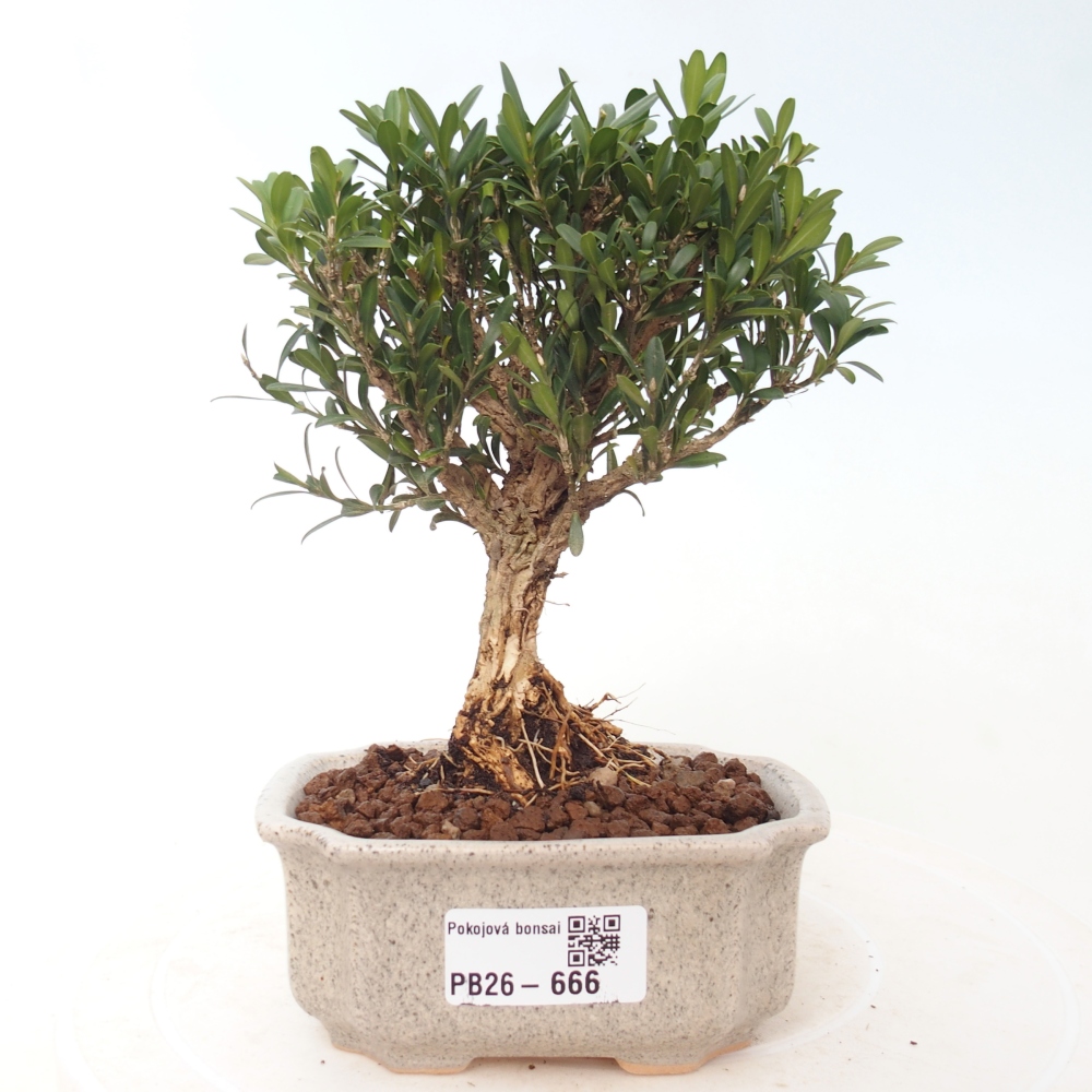 Szobai bonsai - Buxus harlandii - parafa buxus