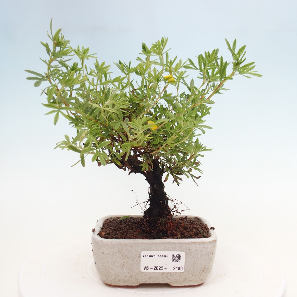 Kültéri bonsai - Potentila fruticosa sárga Bird