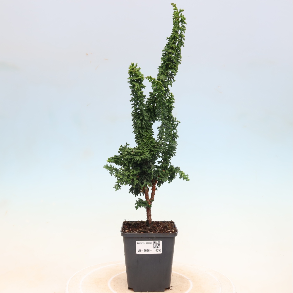 Kültéri bonsai - Cham. obtusa SEKKA HINOKI - Cifra ciprus