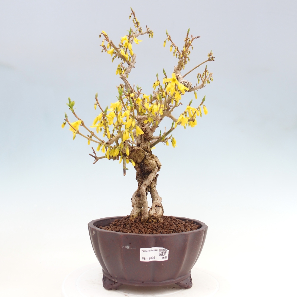 Kültéri bonsai - Zlatice - Forsythia koreana