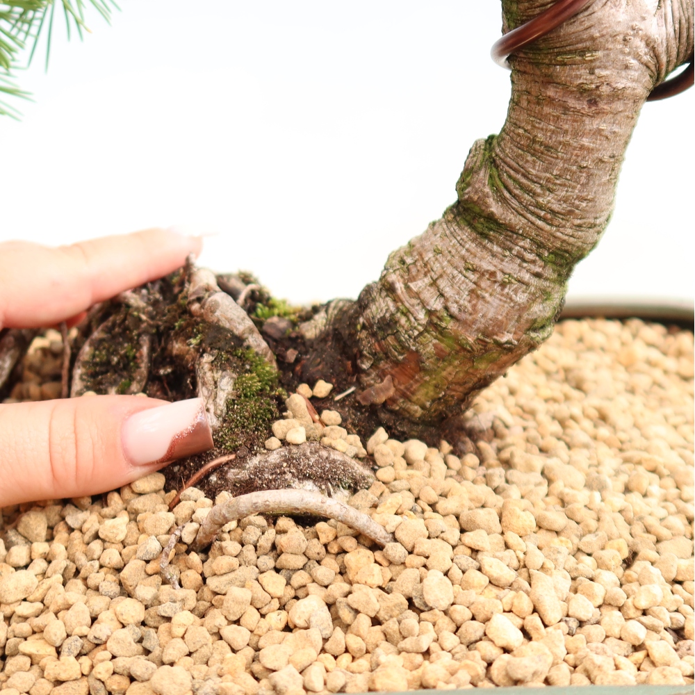 Kültéri bonsai – Pinus mugo Humpy – Törpefenyő