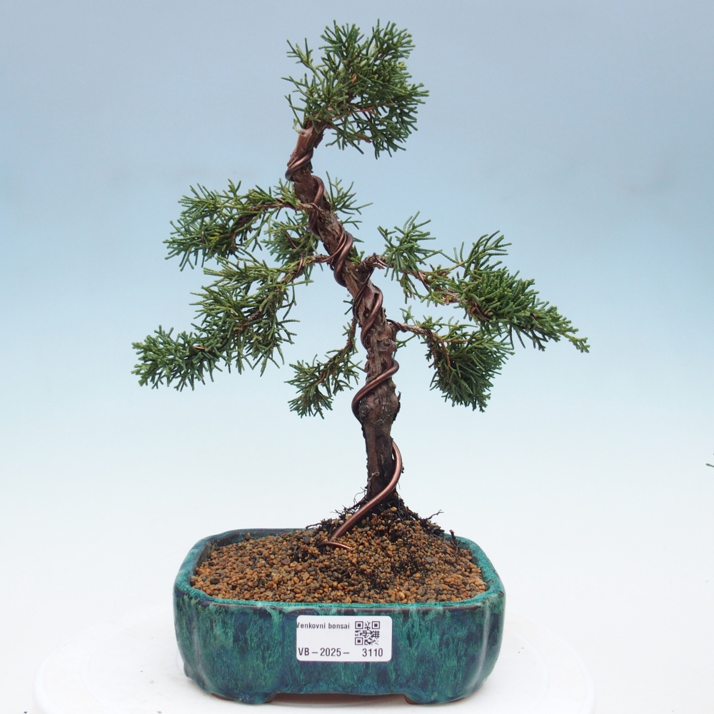 Kültéri bonsai - Juniperus chinensis Kishu