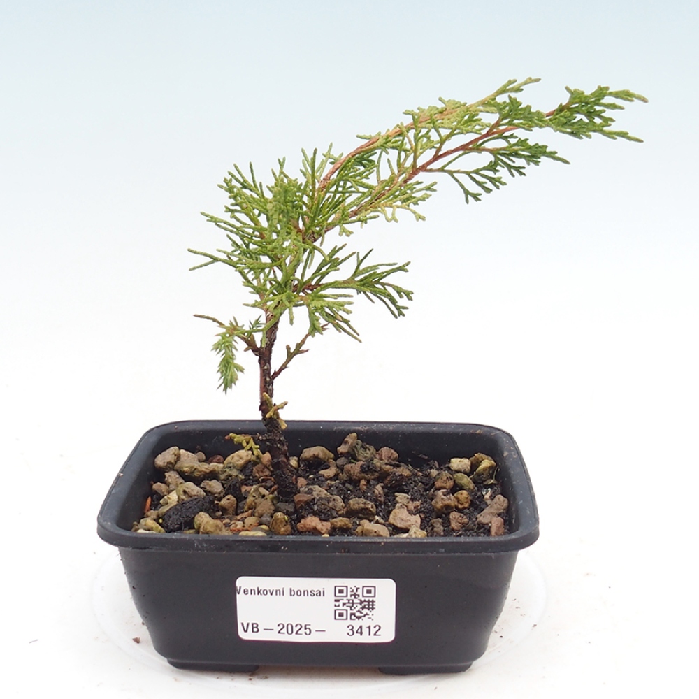 Kültéri bonsai - Juniperus chinensis Itoigawa