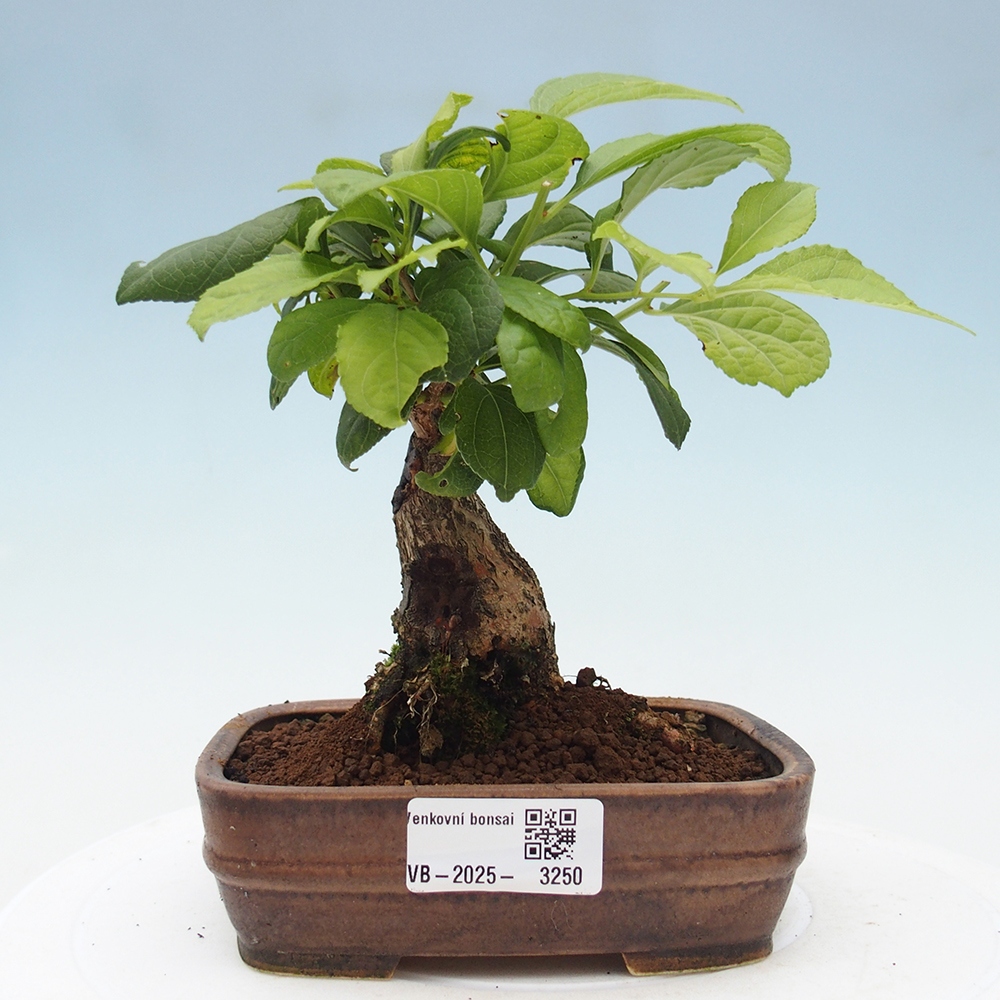 Kültéri bonsai - Celastrus orbiculatus