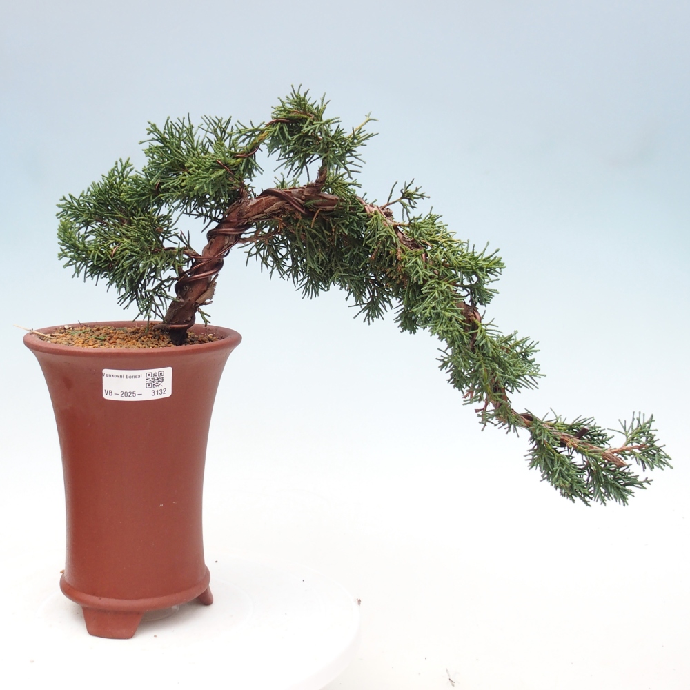 Kültéri bonsai - Juniperus chinensis Kishu