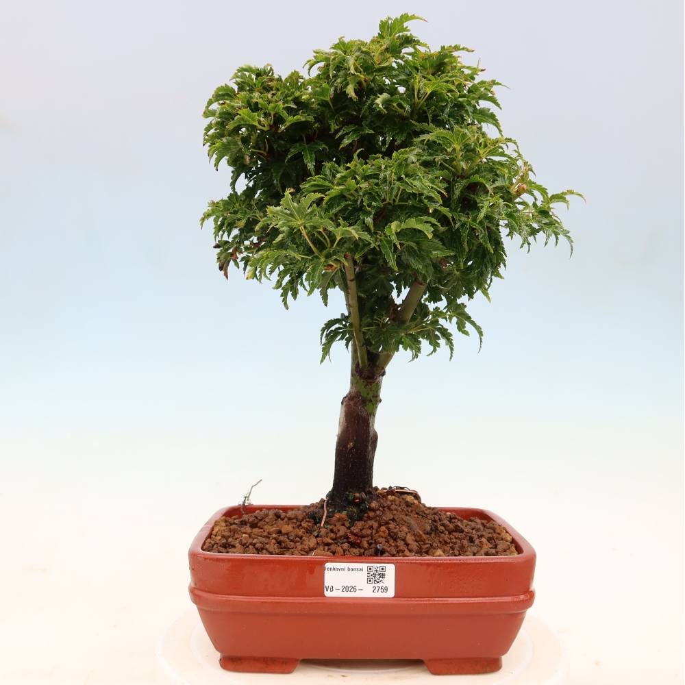 Kültéri bonsai -Javor pálma Acer palmatum Shishigashira
