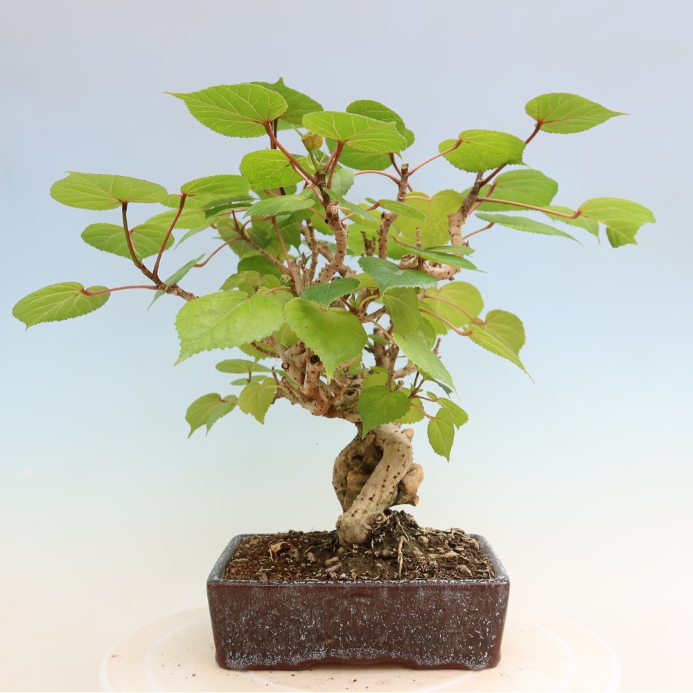 Beltéri bonsai - Hibiscus tiliaceus - tengeri hibiszkusz