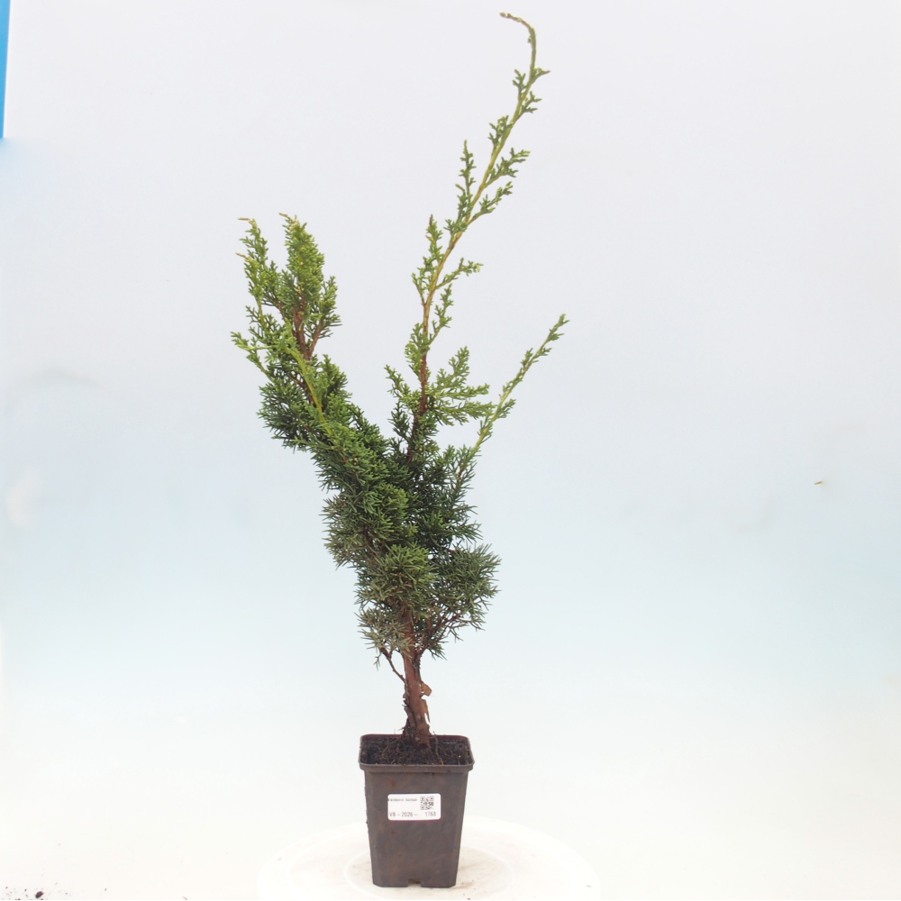 Kültéri bonsai - Juniperus chinensis Kishu