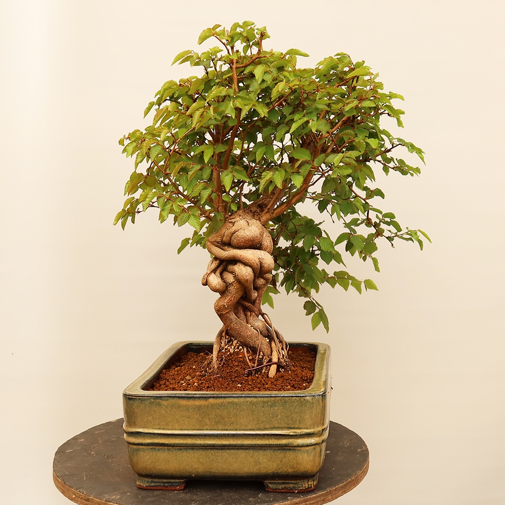 Kültéri bonsai -Carpinus Coreana - Koreai gyertyánfa