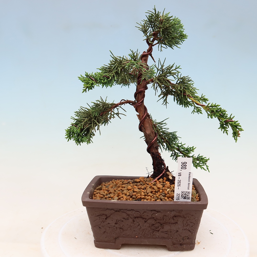 Kültéri bonsai - Juniperus chinensis Kishu